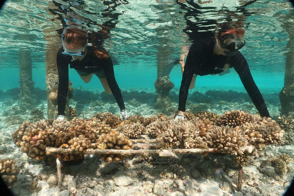 plantando recifes de coral