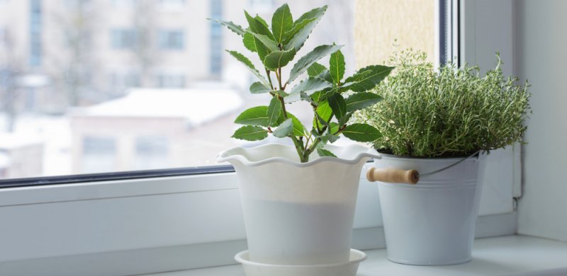 cuidar as plantas interiores da sua casa